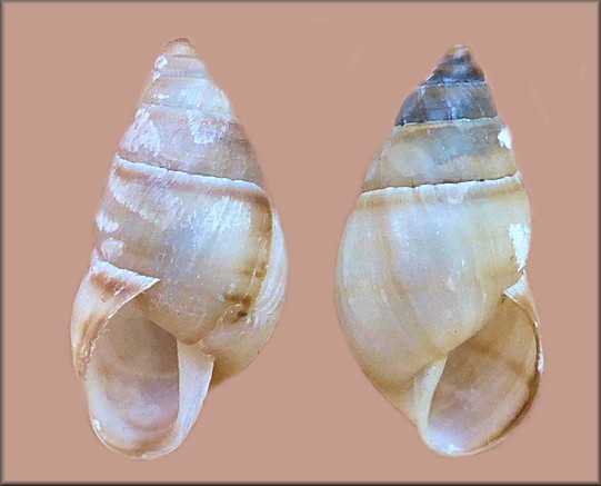 Sinistral Bulimulus guadalupensis (Bruguire, 1789)