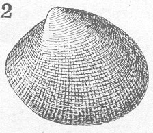 Circe insularis (Dall and Simpson, 1901: pl. 55, fig. 2; USNM 160061).