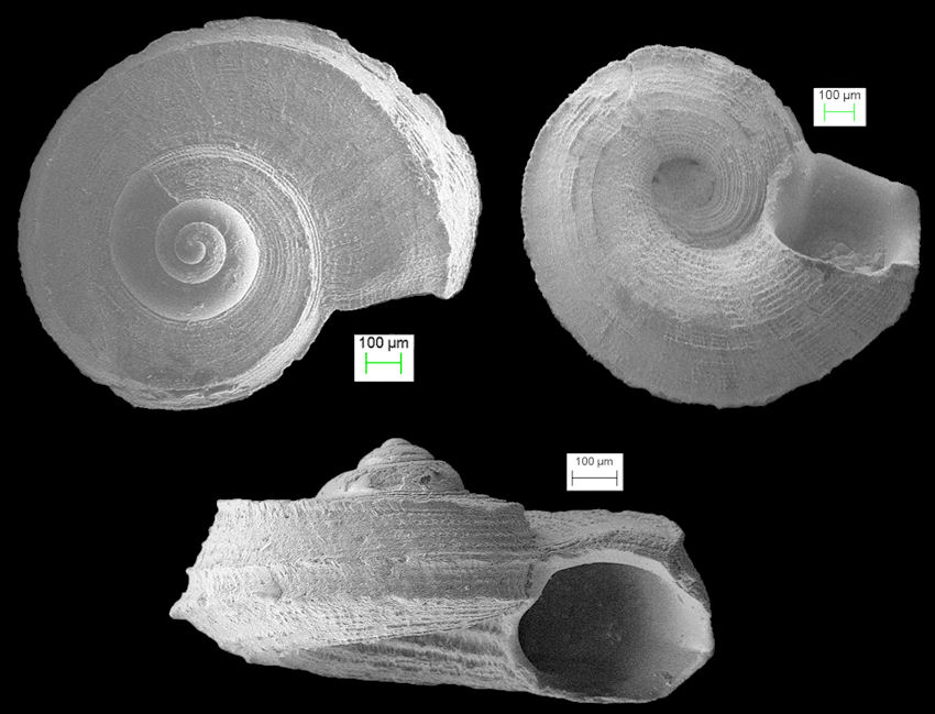 Cyclostremiscus schmidti (Olsson, 1916)