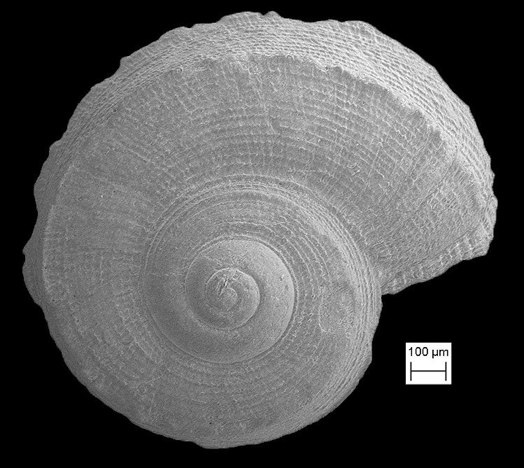 Cyclostremiscus schmidti (Olsson, 1916)