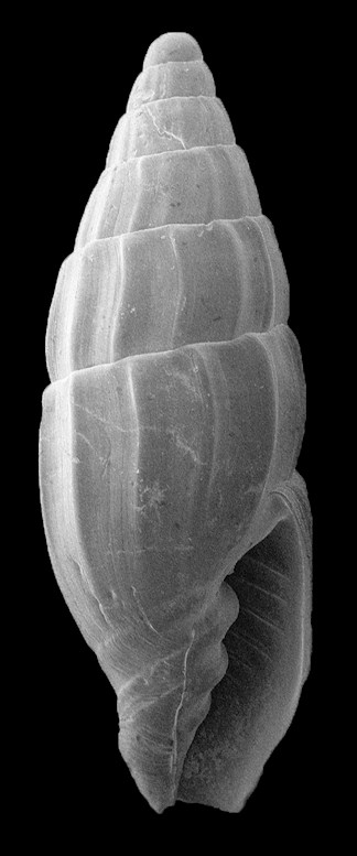 Vexillum gunteri (Olsson and Harbison, 1953) Fossil