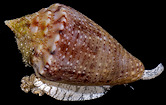 Conus mindanus Hwass in Bruguière, 1792