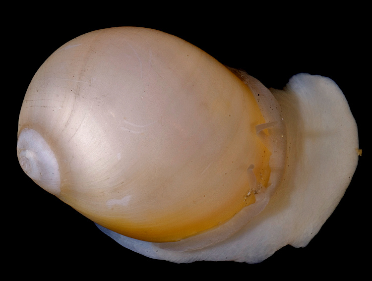 Polinices lacteus (Guilding, 1834) Milk Moonsnail