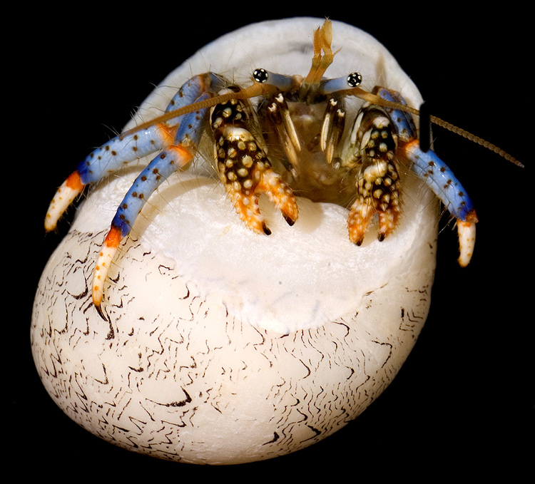 Vitta virginea (Linnaeus, 1758) Virgin Nerite