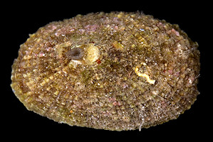 Diodora cayenensis (Lamarck, 1822) Cayenne Keyhole Limpet