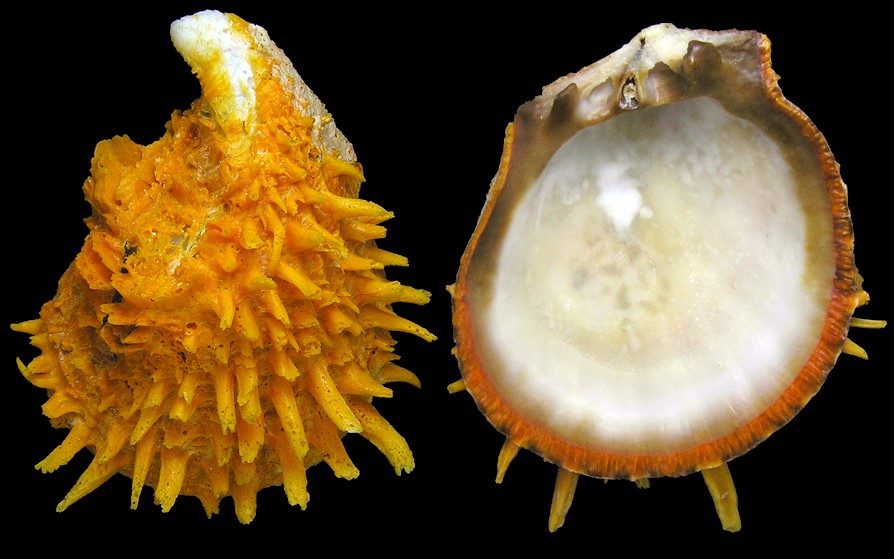 Spondylus butleri Reeve, 1856