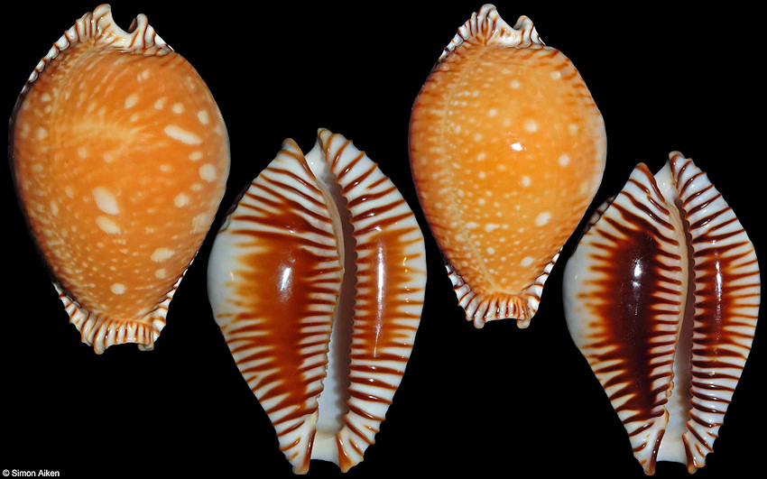 Perisserosa guttata (Gmelin, 1791) Great Spotted Cowrie