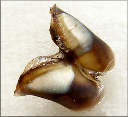 Pomacea canaliculata (Lamarck, 1822) Chitinous Jaws