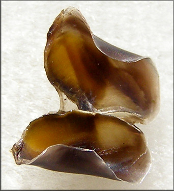 Pomacea canaliculata (Lamarck, 1822) Chitinous Jaws