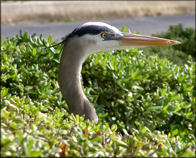 Great Blue Heron [Ardea herodias]