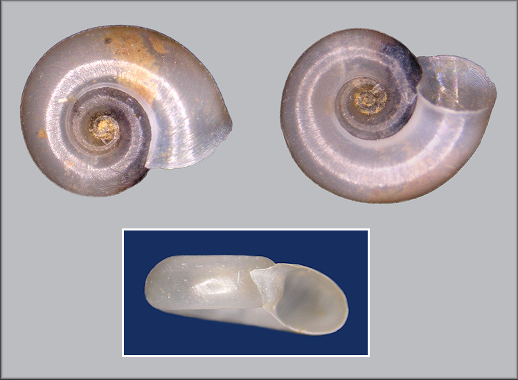 Gyraulus parvus (Say, 1817) Ash Gyro