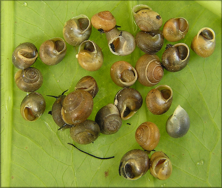 Helicina (Olygyra) orbiculata (Say, 1818) Globular Drop