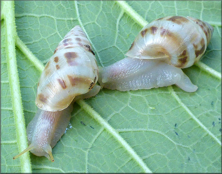 Drymaeus dormani (W. G. Binney, 1857) Manatee Treesnail