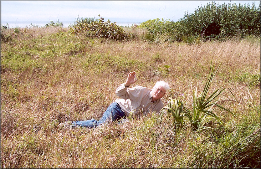 Daedalochila uvulifera Habitat At Sanibel Island, Florida