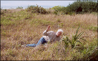 Daedalochila uvulifera Habitat At Sanibel Island, Florida