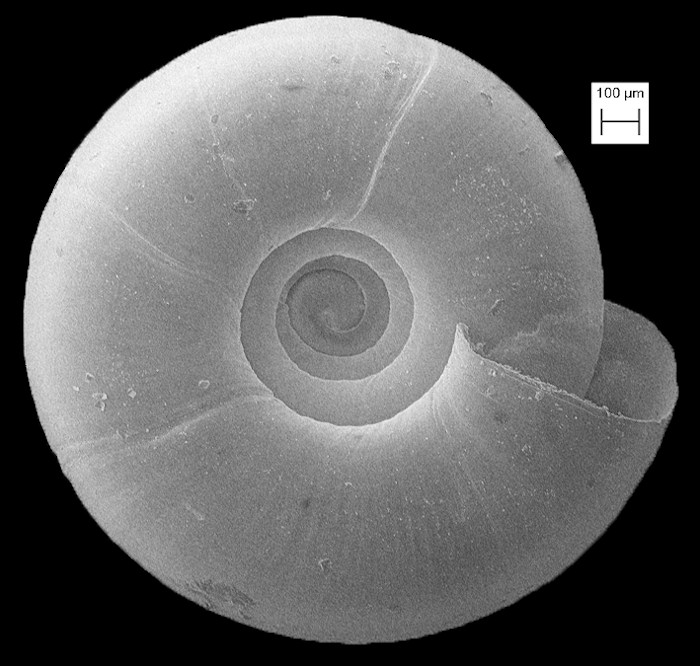 Helicodiscus hadenoecus Hubricht, 1962 Cricket Coil