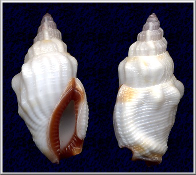 Canarium scalariforme (Duclos, 1833)