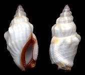 Canarium scalariforme (Duclos, 1833)