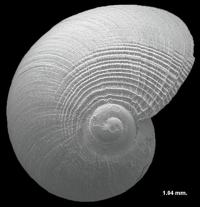 Macromphalina hanseni Ward and Blackwelder, 1987 Fossil