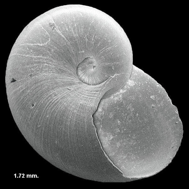 Macromphalina hanseni Ward and Blackwelder, 1987 Fossil