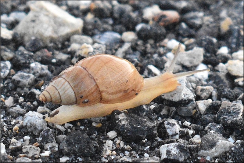 Bulimulus sporadicus At Harns Marsh Preserve In Lehigh, Lee County, Florida