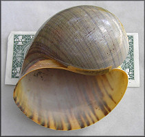 Pomacea cf. gigas (Spix, 1827)