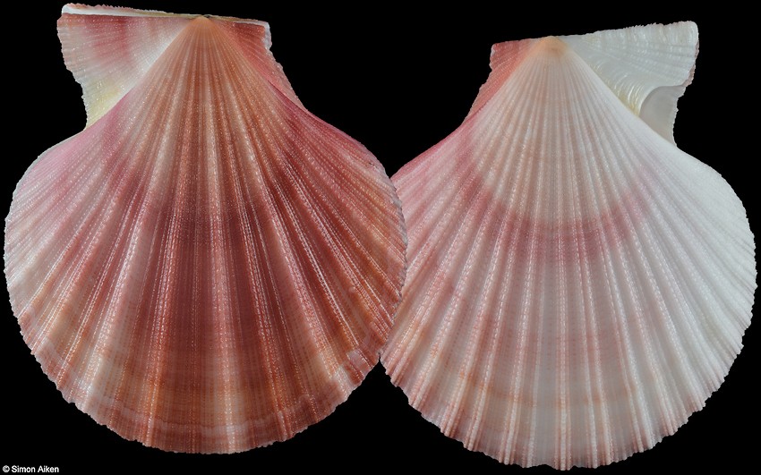 Chlamys hastata (G. B. Sowerby II, 1842) Spiny Scallop