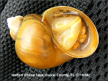 Hatton Chase lake Pomacea with no operculum