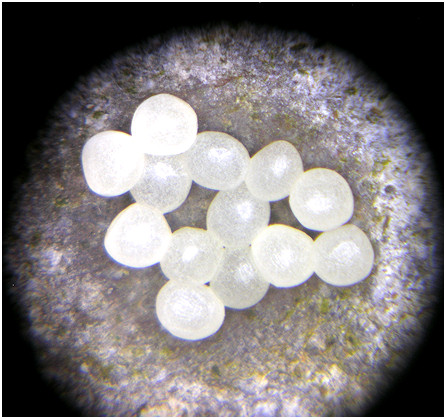 Polygyra septemvolva Say, 1818 Florida Flatcoil Eggs