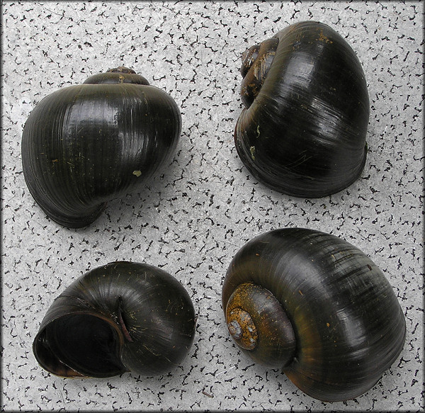 Four Pomacea From The Lake