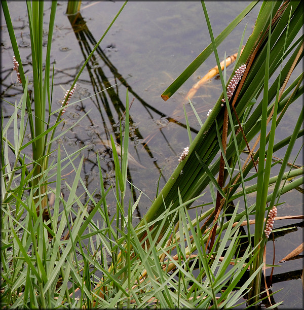 Pomacea Egg Clutches Along The Shoreline 