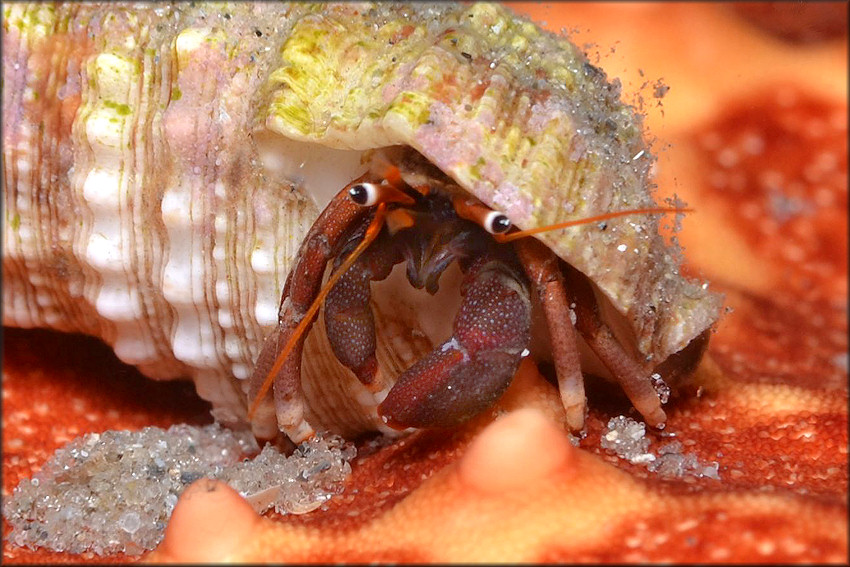 Cerithium atratum (Born, 1778) Dark Cerith With Orangeclaw Hermit Crab [Calcinus tibicen (Herbst, 1791)]