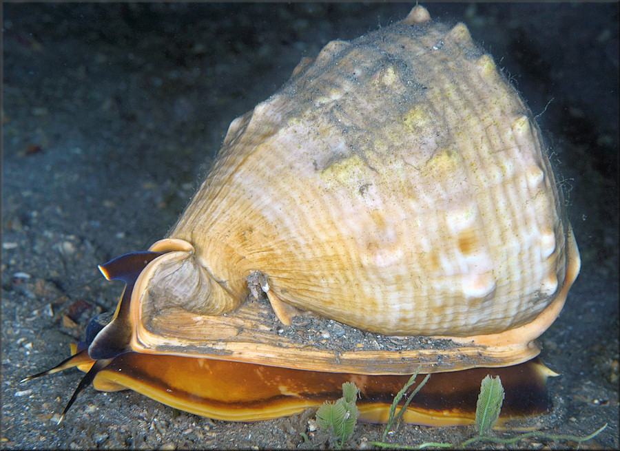 Cassis madagascariensis spinella Clench, 1944 Cameo Helmet