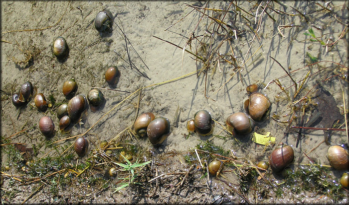 Pomacea Canaliculata On Hatton Chase Lake Shoreline (5/26/2006)