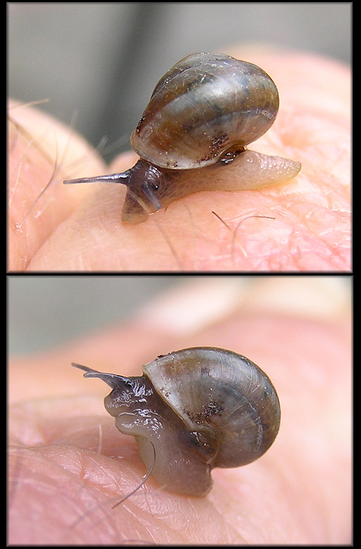 Helicina (Olygyra) orbiculata (Say, 1818) Globular Drop