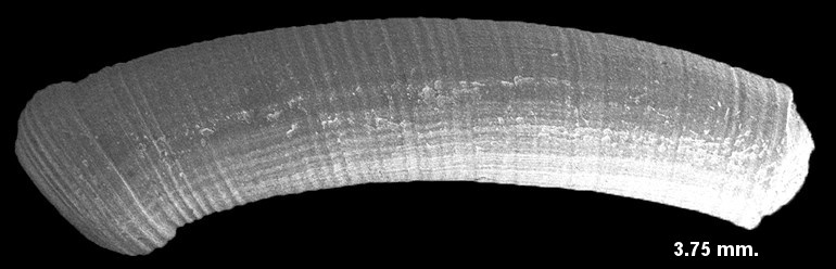 Caecum multicostatum deFolin, 1867 Fine-line Caecum