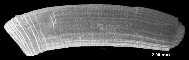 Caecum multicostatum deFolin, 1867 Fine-line Caecum