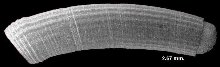 Caecum multicostatum deFolin, 1867 Fine-line Caecum