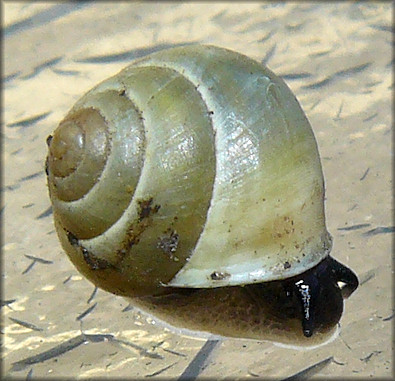 Helicina (Olygyra) orbiculata (Say, 1818) Globular Drop