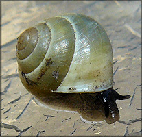 Helicina (Olygyra) orbiculata (Say, 1818) Globular Drop