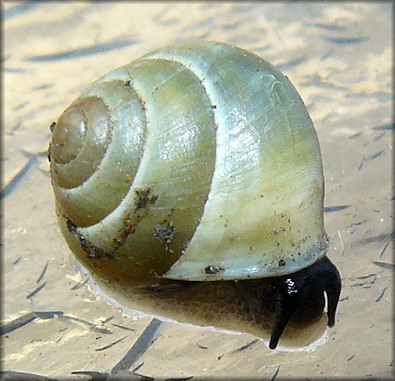 Helicina (Olygyra) orbiculata (Say, 1818) Globular Drop