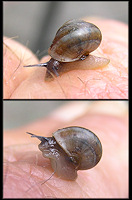 Helicina (Olygyra) orbiculata (Say, 1818) Globular Drop