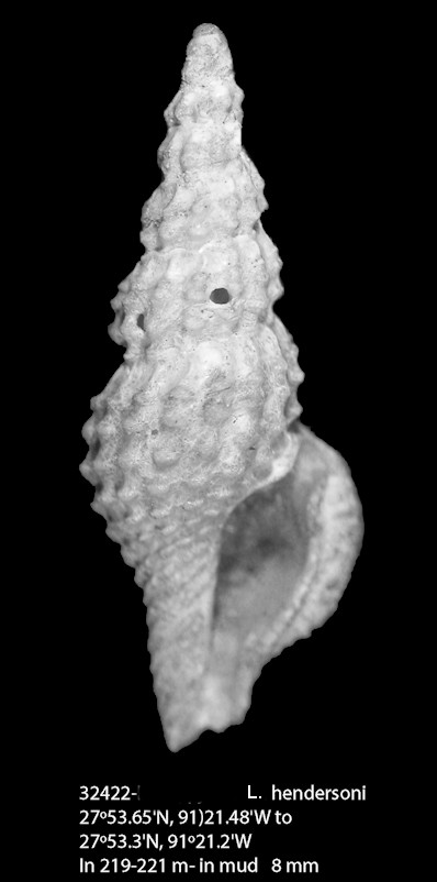 Lioglyphostoma hendersoni (Bartsch, 1934)