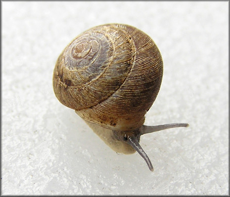 Hendersonia occulta (Say, 1831) Cherrystone Drop