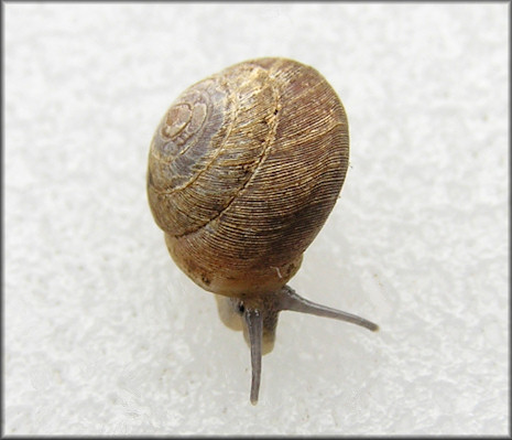 Hendersonia occulta (Say, 1831) Cherrystone Drop