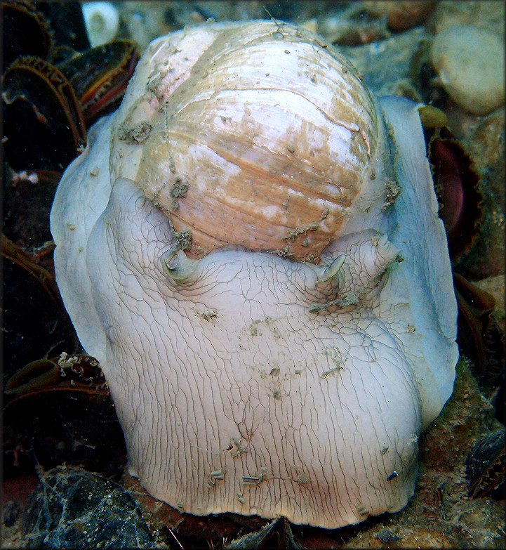 Euspira heros (Say, 1822) Northern Moonsnail In Situ