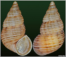 Chondropoma obesum herschei Torre and Bartsch, 1938