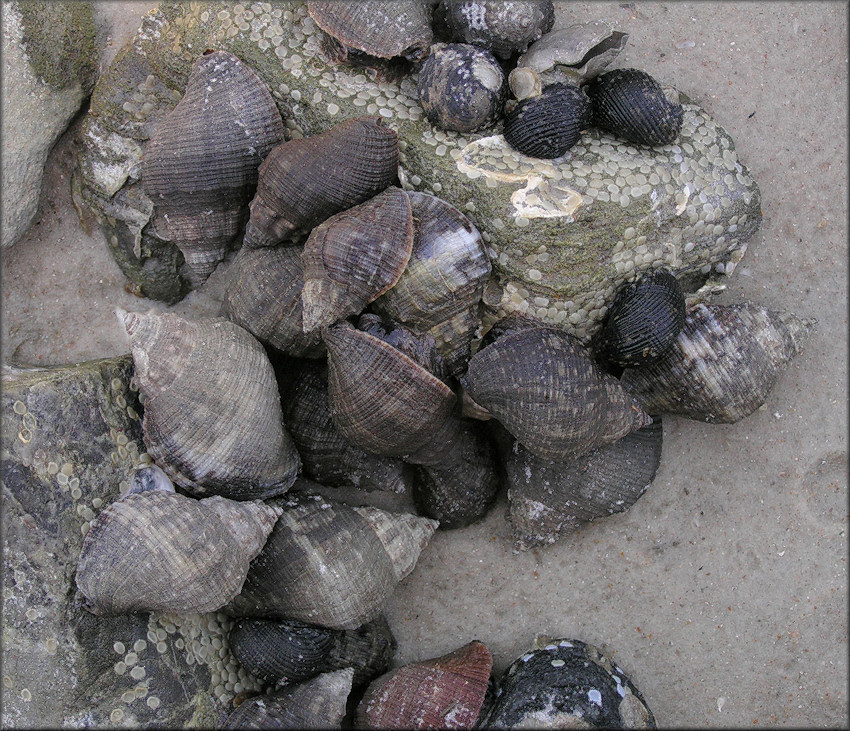 Stramonita haemastoma (Linnaeus, 1767) Florida Rocksnail