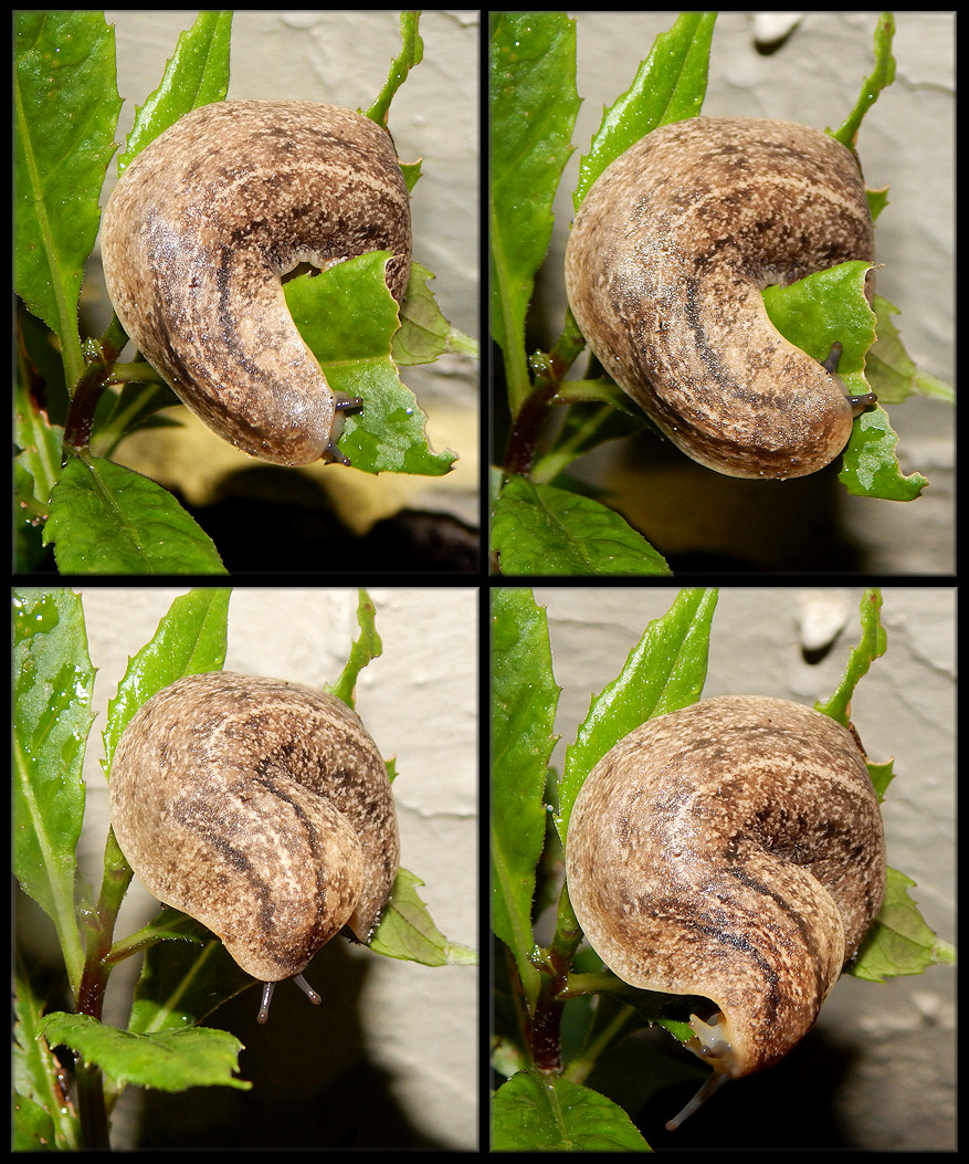 Leidyula floridana (Leidy, 1851) Florida Leatherleaf