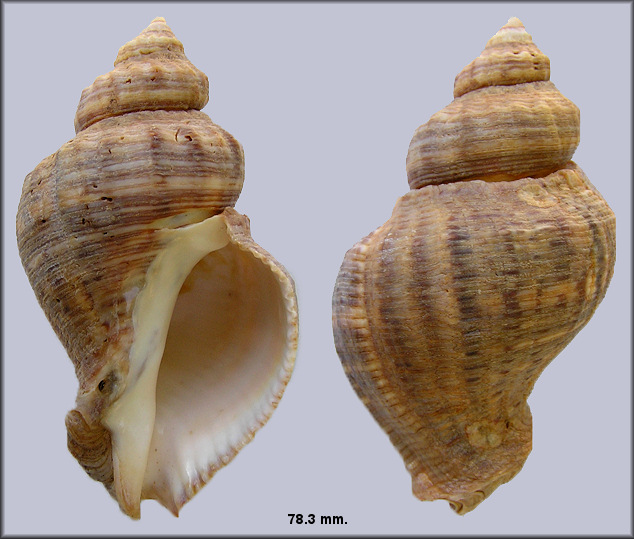 Stramonita canaliculata (Gray, 1839)